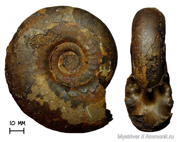 аммониты, юра, волжский ярус, Laugeites, Laugeites stschurowskii, Ammonites, Volgian, Jurassic