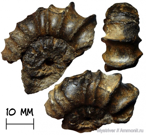 аммониты, р. Шмелевка, Acuticostites, Acuticostites acuticostatus, зона Dorsoplanites panderi, волжский век, Ammonites, Virgatitidae, Volgian