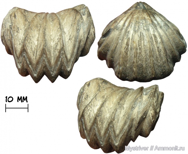 аммониты, юра, волжский ярус, Russirhynchia, волжский век, зона Virgatites virgatus, Russirhynchia fischeri