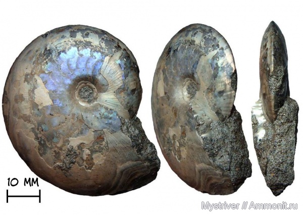 аммониты, юра, Garniericeras, Еганово, Garniericeras catenulatum, волжский век, Ammonites, зона Craspedites subditus, РГОК, Garniericeratinae, Volgian, Jurassic