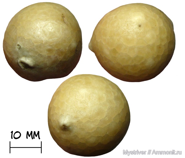 ордовик, цистоидеи, Echinosphaerites, Echinosphaerites aurantium, Волхов