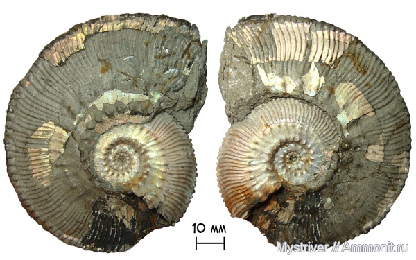 аммониты, юра, Kosmoceras, келловей