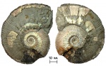 Аммонит Kosmoceras с жилой камерой