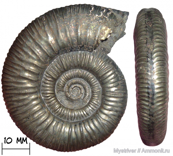 аммониты, юра, Binatisphinctes, келловей, Perisphinctidae, Ammonites