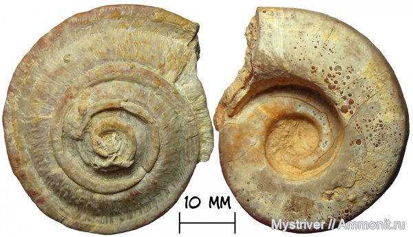 гастроподы, карбон, Гжель, гжельский ярус, Omphalotrochus, Omphalotrochus canaliculatus