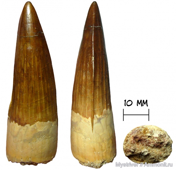 динозавры, зубы, меловой период, Spinosaurus aegyptiacus, Spinosaurus