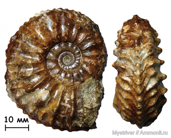 аммониты, Cardioceras, оксфорд, юрский период, Cardioceras densiplicatum