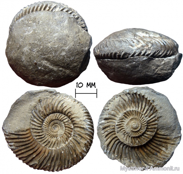 аммониты, юрский период, Parkinsonia, Ammonites, Parkinsoniidae, Jurassic