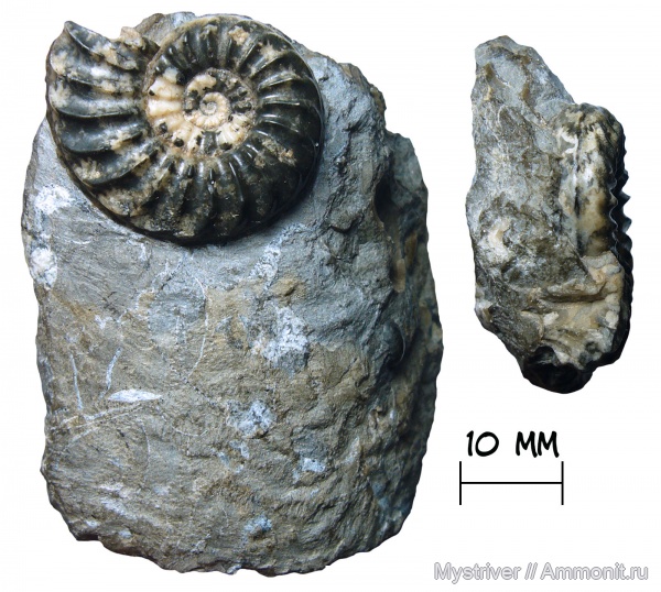 аммониты, Германия, Pleuroceras, Pleuroceras transiens