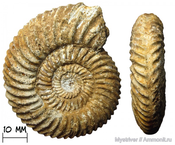 аммониты, юра, Франция, Parkinsonia, Parkinsonia rarecostata