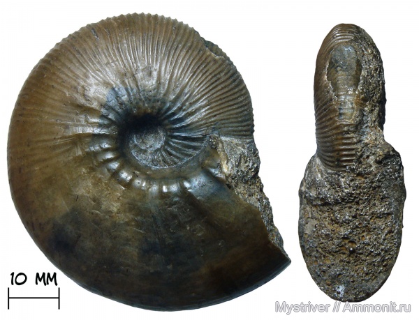 аммониты, келловей, Никитино, Sigaloceras, Catasigaloceras, Catasigaloceras enodatum