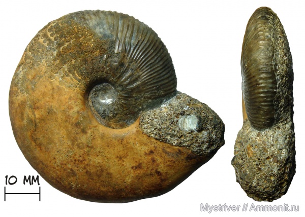 аммониты, келловей, Никитино, Sigaloceras, Catasigaloceras, Catasigaloceras enodatum