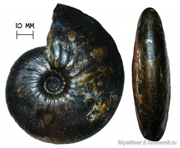 аммониты, мел, Craspedodiscus, Craspedodiscus discofalcatus