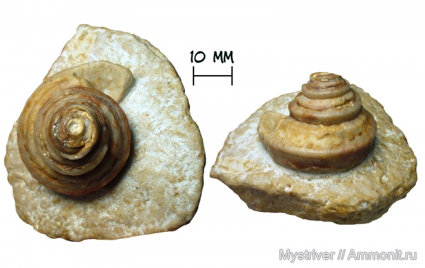 гастроподы, карбон, Гжель, Omphalotrochus, Omphalotrochus kalitvaensis