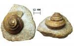 Гастропода Omphalotrochus kalitvaensis