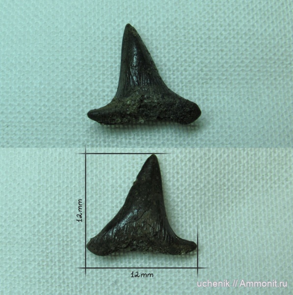 мел, зубы акул, Hybodontidae, Meristodonoides, гибодонты