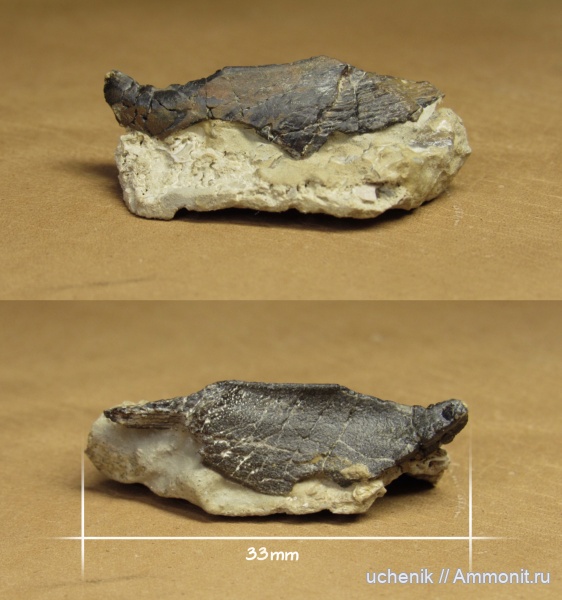 химеры, нижний карбон, Заборье, мандибулярная пластина, Protochimaera, Protochimaera mirabilis