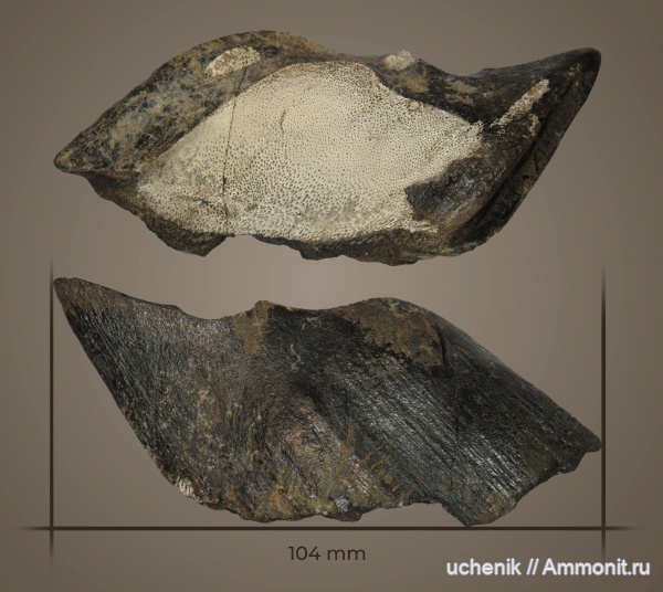 мел, химеры, сеноман, Holocephali, Ischyodus, Пудовкино, Chimaeriformes, мандибулярная пластина, Chimaeridae, Ischyodus latus, Cenomanian, Cretaceous