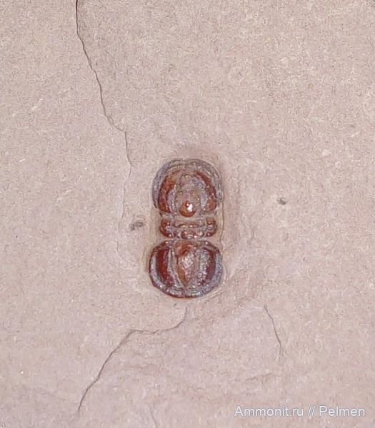 США, Agnostida, Юта, Peronopsis interstrictus, Peronopsis