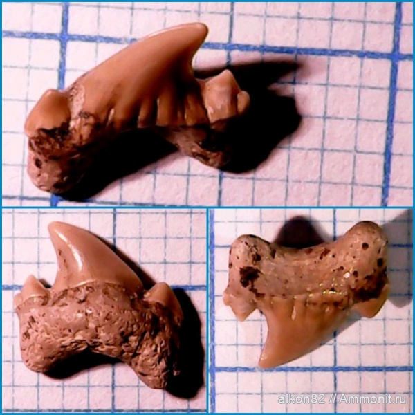 зубы, акулы, сеноман, зубы акул, Archaeolamna, Варавинский овраг, shark teeth, sharks, Arheolamna kopingensis, Arheolamna teeth