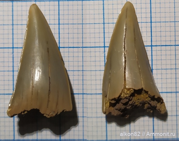 мел, зубы, позвоночные, акулы, сеноман, Cretoxyrhina, Варавино, Cretaceous, teeth