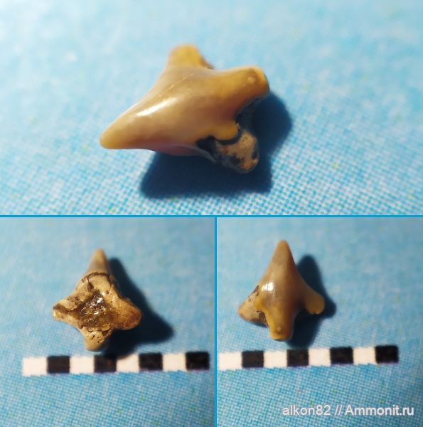 мел, сеноман, Squatina, Варавино, Squatiniformes, shark teeth, sharks, Squatinidae