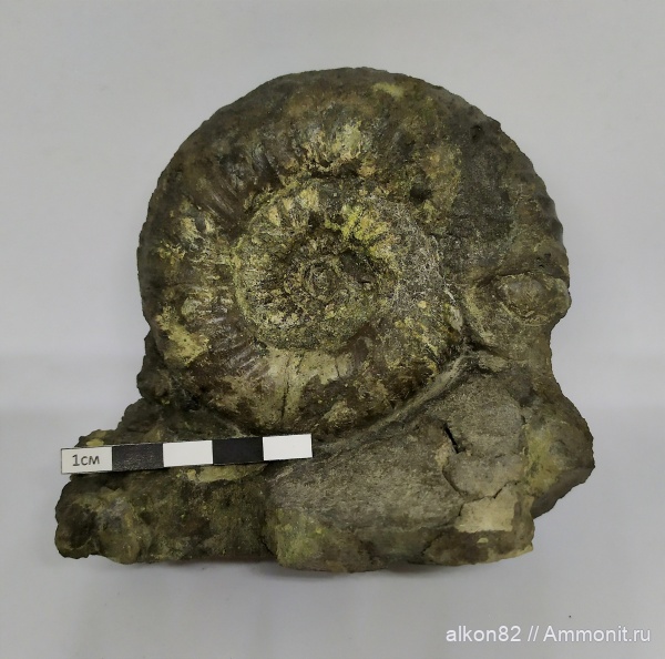 аммониты, юра, Dorsoplanites, волжский ярус, Еганово, Dorsoplanites panderi, зона Dorsoplanites panderi, Ammonites, Dorsoplanitidae