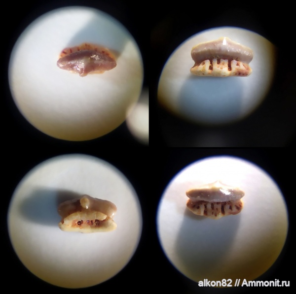 пермь, рыбы, акулы, Hybodontiformes, Triassic, Permian, sharks, lonchidion, Lonchidiidae, лонхидион