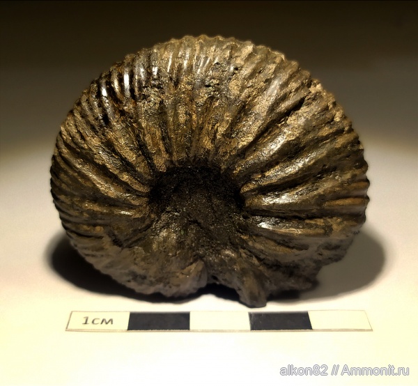 аммониты, Virgatites, Еганово, Virgatites pallasianus, Ammonites, зона Virgatites virgatus, РГОК, Virgatitidae