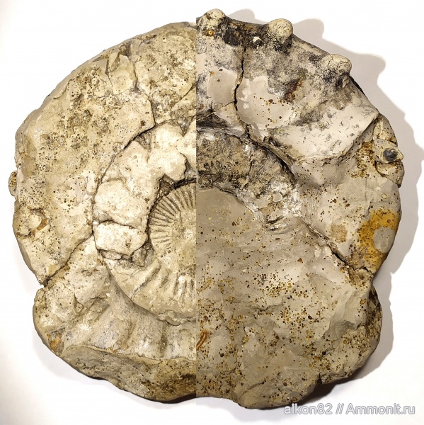 аммониты, брахиоподы, юра, Пески, юрский период, серпулы, Peltoceras, Ammonites, Peltoceratinae, Aspidoceratidae, обрастание, Aspidoceratinae, Jurassic