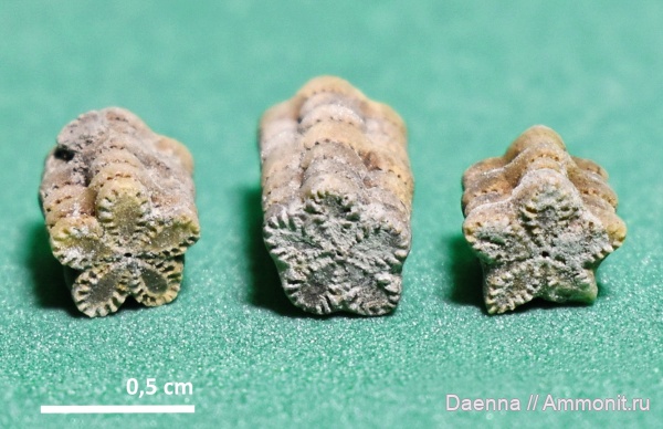 морские лилии, верхний мел, Crinoidea, Сахалин, Upper Cretaceous