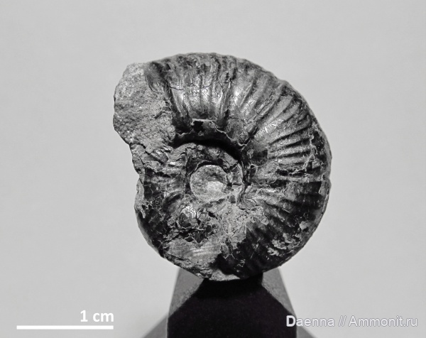 головоногие моллюски, верхний мел, Ammonoidea, Сахалин, Desmocerataceae, Upper Cretaceous, Ammonitida, Canadoceras, Pachydiscidae, Canadoceras mysticum