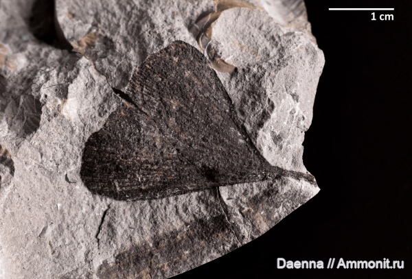 верхний мел, Сахалин, палеофлора, Gymnospermae, Ginkgoales, Ginkgophyta, Upper Cretaceous