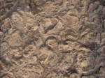Строматолиты с Зилима.