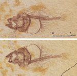 Малёк олигоценовой камбалообразной рыбы Scophthalmidae (род Lepidorhombus ?)