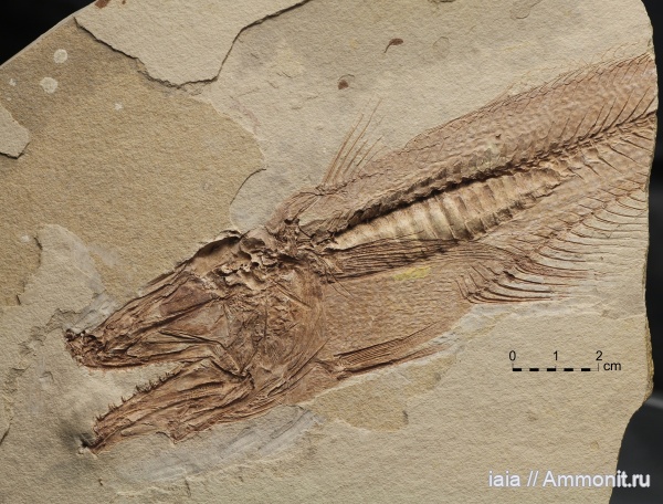 неоген, рыбы, миоцен, fish, Merluccius, Merluccius errans