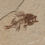 Priacanthus sp.