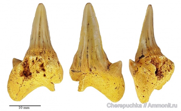 акулы, Elasmobranchii, Lamniformes, Cretodus