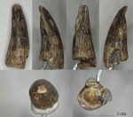 зуб Морской рептилии Leptocleidia indet.