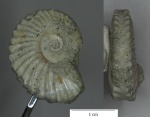 Leymeriella tardefurcata