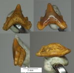 Protoscyliorhinus со всех сторон