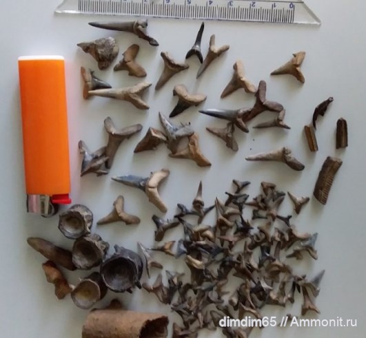 эоцен, акулы, Урал, зубы акул, Jaekelotodus, shark teeth, sharks