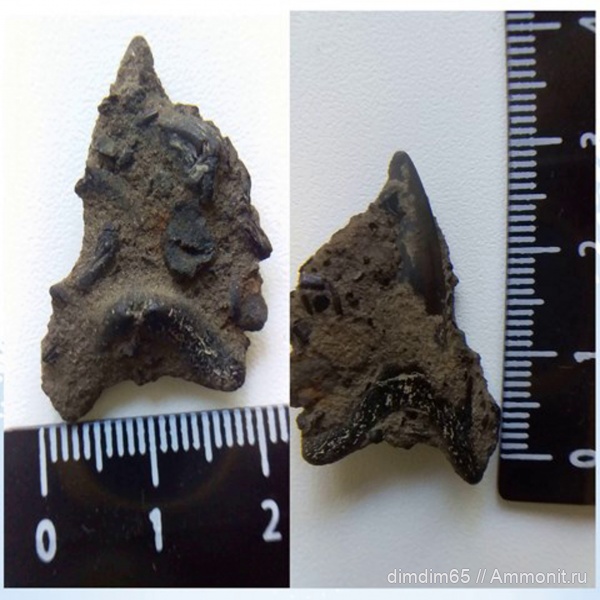 эоцен, акулы, Урал, зубы акул, Jaekelotodus, shark teeth, sharks