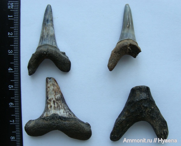 эоцен, акулы, Урал, зубы акул, Jaekelotodus, shark teeth, sharks