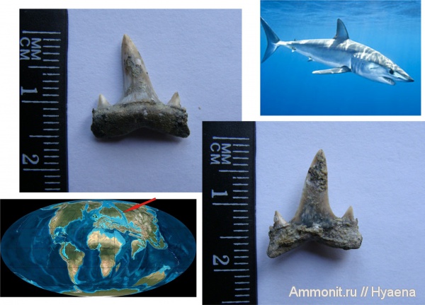 эоцен, акулы, зубы акул, Chondrichthyes, Elasmobranchii, Зауралье, Lamniformes, Isurolamna, Isuridae, shark teeth, sharks