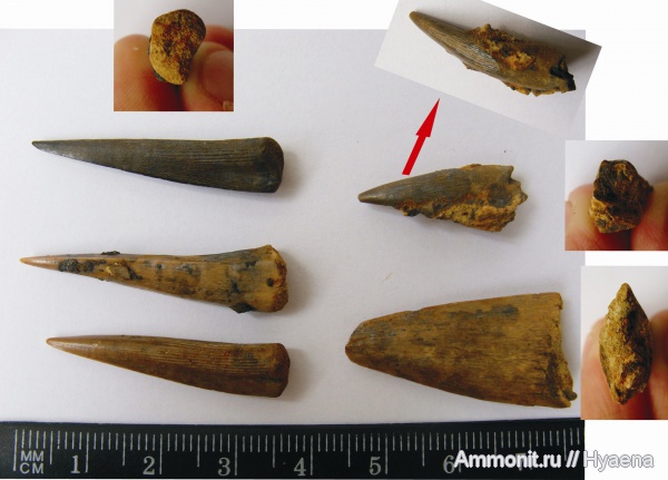 зубы, сантон, Protosphyraena, Enchodus, Santonian, teeth