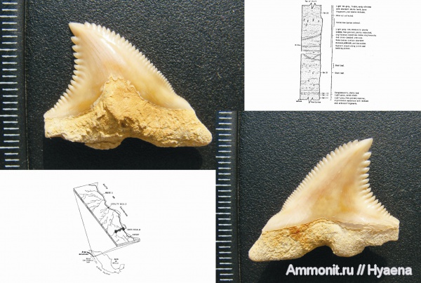 акулы, Мексика, зубы акул, плиоцен, Hemipristis, Carcharhiniformes, Hemipristis serra, shark teeth, sharks