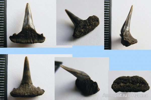 зубы, акулы, Sphenodus, зубы акул, Sphenodus stschurowskii, teeth, shark teeth, sharks