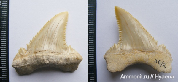 акулы, зубы акул, Palaeocarcharodon, Cretoxyrhinidae, Palaeocarcharodon landanensis, танет, shark teeth, sharks, palaeocarcharodon оrientalis