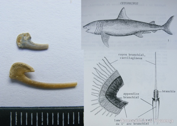 акулы, олигоцен, Lamniformes, рюпель, sharks